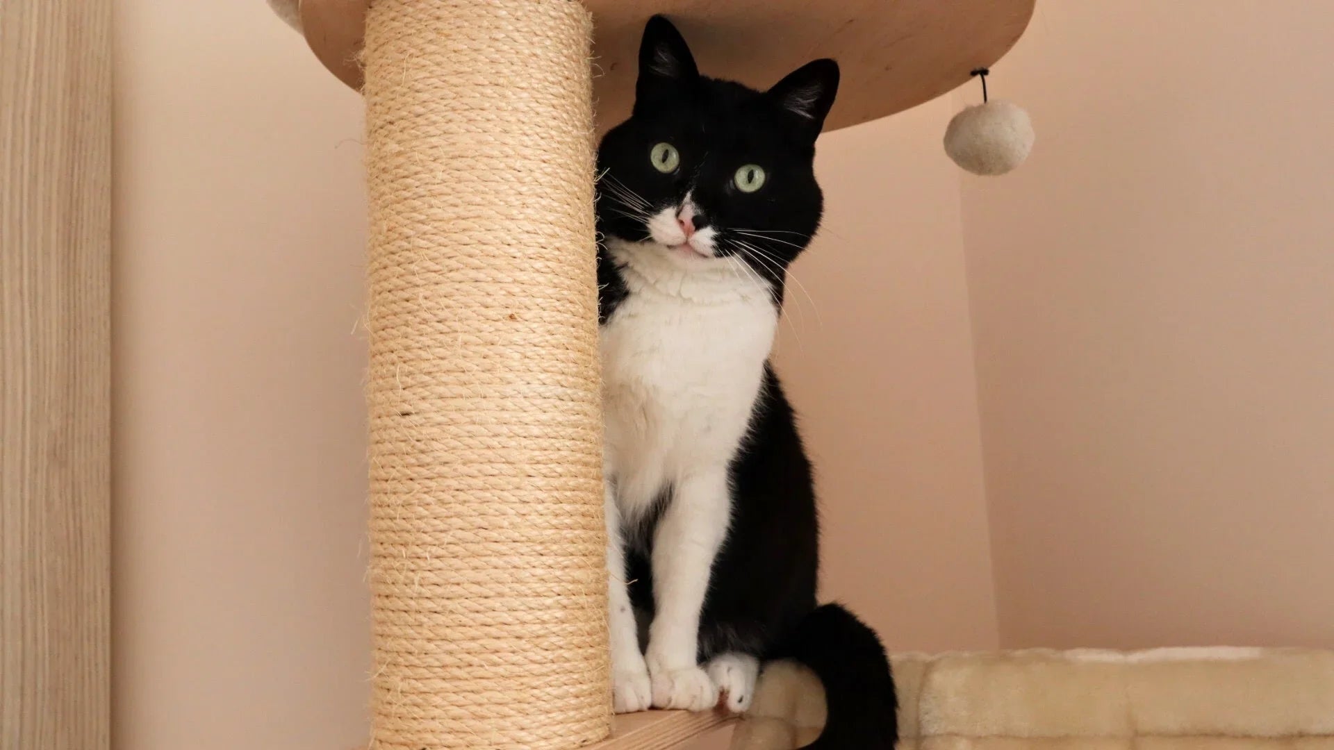 Rascadores para gatos